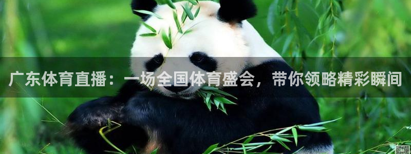 广东体育直播：一场全国体育盛会，带你领略精彩瞬间