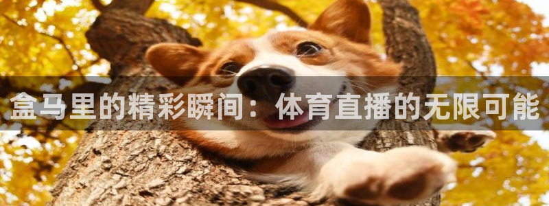 盒马里的精彩瞬间：体育直播的无限可能