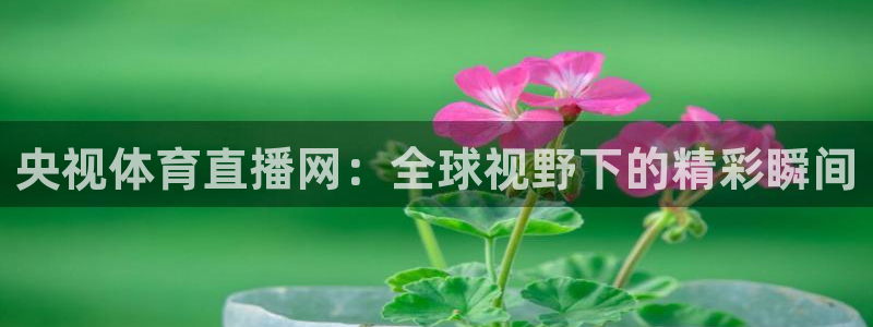 央视体育直播网：全球视野下的精彩瞬间
