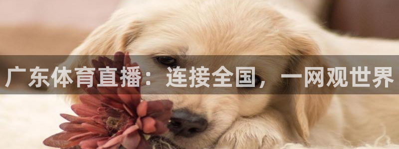 广东体育直播：连接全国，一网观世界